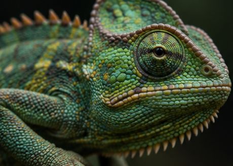Chamäleons